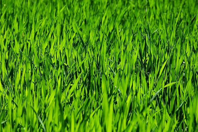 zelená tráva.jpg