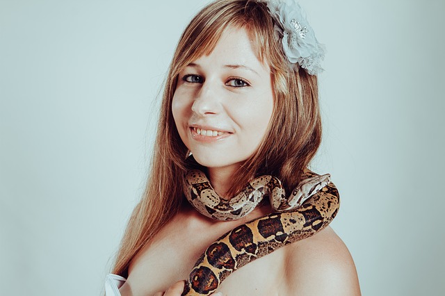 hroznýš královský