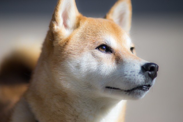 Akita Inu pejsek